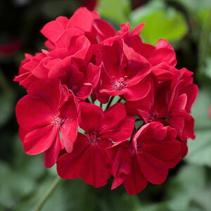 Ԃ̕c/[jEFAJ[iNEO_[Nbh5A