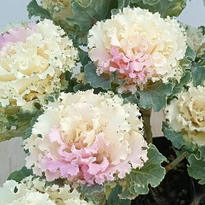 Ԃ̕c/n{^Fbt sNbV2{3.5|bg