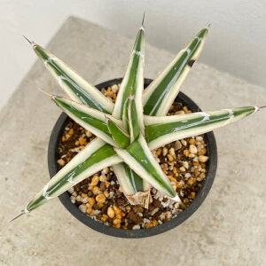 ϗtA/AKxFXRirNgAMiGj3A23-02