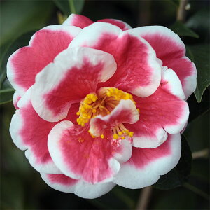 �Ԗ� ��؂̕c/�c�o�L�i�ցj�F�F�̉Y4.5���|�b�g