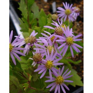 R쑐̕c/LNFԃALoMN3|bg