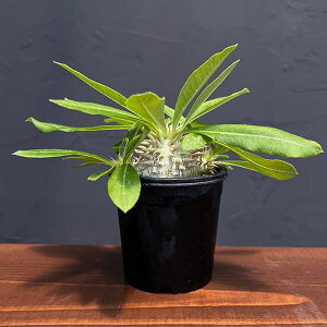 ϗtA/pL|fBEFGjO}`Jij 2.523-02