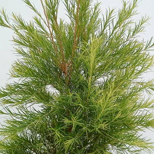 Ԗ ؂̕c/EJFfBJeB[c[ 6A