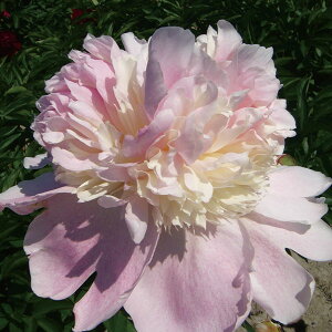 Ԃ̕c/VNNi䉖jFy`R[gtVX4|bg