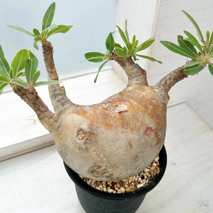 楽天市場】観葉植物/[ザ・ファームセレクト][送料無料]パキポディウム 