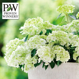 Ԗ ؂̕c/OWAiAWTCjFVf[j3.5|bg