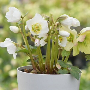 ãNX}X[YinjFjQ@Xm[zG[3.5|bg