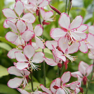 Ԃ̕c/KEijF\OIuu[Y3|bg