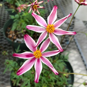 Ԃ̕c/`R[gRXXFԂƂځ@3|bg