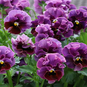 Ԃ̕c/MSKK[fփtWrIFa_NVbNJ[i傤ނ炳j3-3.5|bg 6Zbg