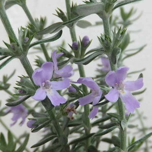 Ԗ ؂̕c/EGXgMAFΗt3.5|bg