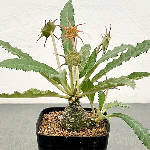 ϗtA/hXejAFzEbfB@2.5A