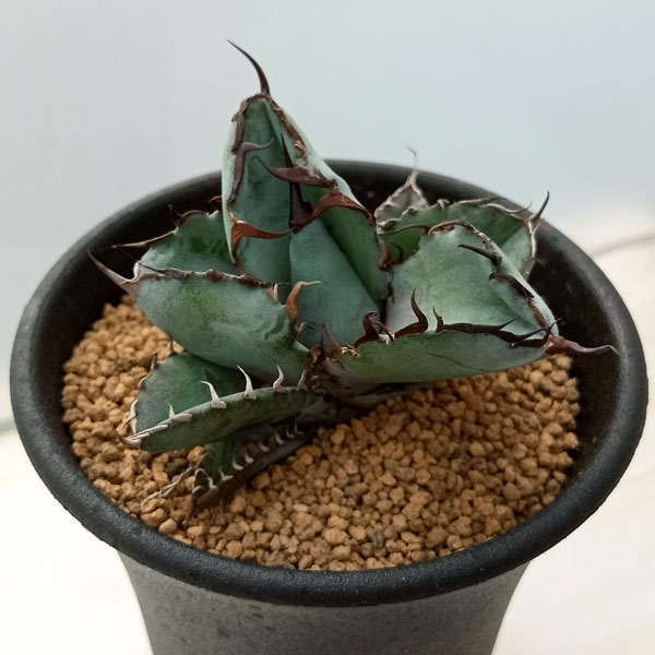 観葉植物 アガベ：チタノタ ブラックアンドブルー　2.5号鉢