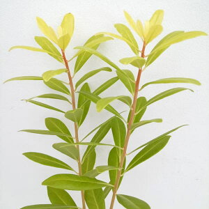 Ԗ ؂̕c/CVEFt_TVC4.5-5|bg