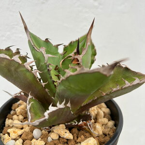 ϗtA/AKxF`^m^ rhiρj 4A23-01