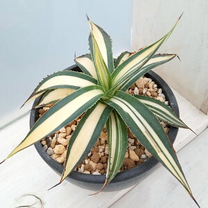 ϗtA/[IZ[]AKxFtBtF iρj 3A23-01