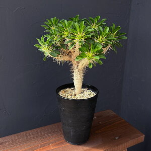 ϗtA/[tHrAFME~jAi 4A23-06