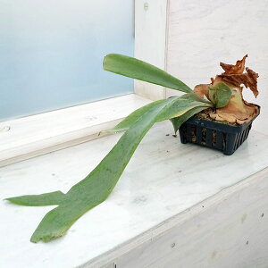 ϗtA/i킯jrJNV_iREjFEBL[ChLbg14.5cm|bg