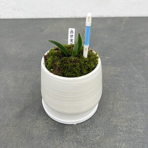 ϗtA/IgiNjFoEA^SETXeB[t