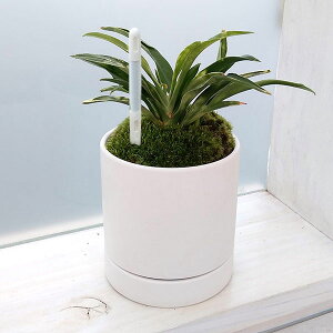 ϗtA/IgiNjFPOEA^ASSETXeB[t