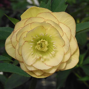 NX}X[YFPi܂Ђ߁j3.5|bg