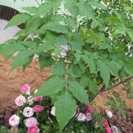 花木 庭木の苗/アオダモ（株立ち）3号ポット