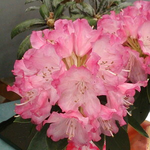 Ԗ ؂̕c/VNiQiΓԁjFHi߁EWj5A