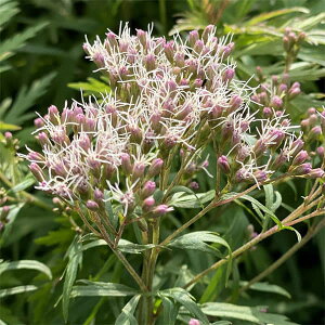 Ԃ̕c/i킯j[pgEFH2.5-3|bg