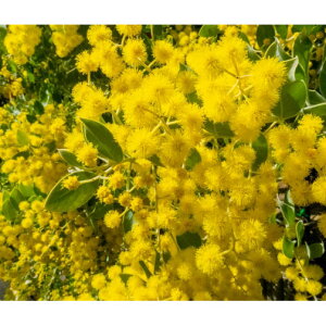 Ԗ ؂̕c/AJVAFp[AJVA 6A