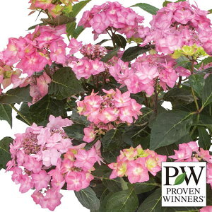 Ԗ ؂̕c/AWTCFT}[h[ _uLfB3.5|bg