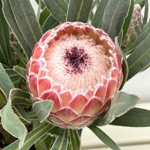 Ԗ ؂̕c/[UEt@[ZNg]veAFWGbg725-05i5Fj