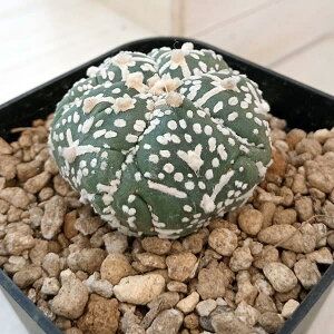 ϗtA/i킯jAXgtBcF V^Cv 6cmXNGA23-63