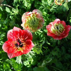 Ԃ̕c/AllFzXԁiJjXJ[bg3.5|bg 3Zbg