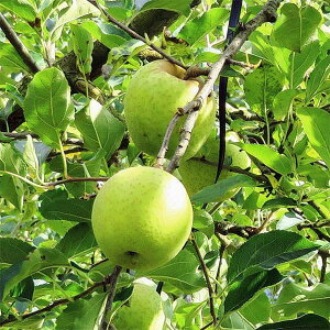 ʎ̕c/SFсiZCj4`5|bg