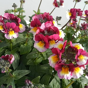 Ԃ̕c/lVAFAbvpC3-3.5|bg 3Zbg