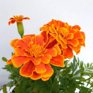 Ԃ̕c/}[S[h FfS@t[iFj3.5|bg 3Zbg