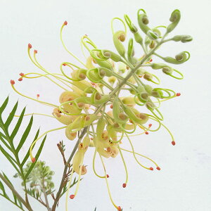 Ԗ ؂̕c/OrAFs[`YAhN[4-4.5|bg