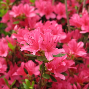 Ԗ ؂̕c/ccWFxjLV}ccWigj4|bg