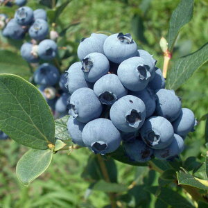 ʎ̕c/u[x[irbgACnjFu[V[3.5|bg