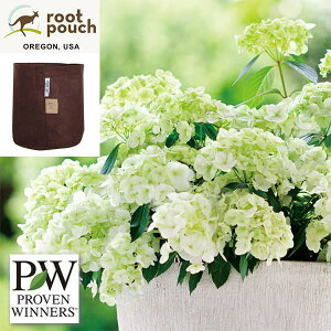 Ԗ ؂̕c/OWAiAWTCjFVf[j3.5|bgE[c|[`tiuE2Kj