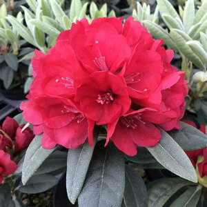 Ԗ ؂̕c/{VNiQFvZViNZVj5|bg