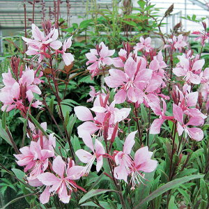 Ԃ̕c/[]RpNgKEijFtFA[Y\O3|bg 12Zbg