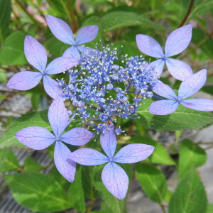 Ԗ ؂̕c/}AWTCF}Cnii؁j4|bg