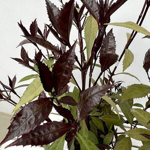 Ԗ ؂̕c/ZEF_[NVRiJXt痼j7|bg