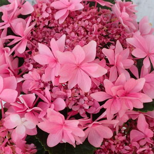 Ԗ ؂̕c/AWTCF̍iE^AZjsN3.5|bg