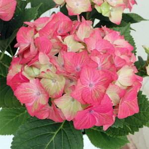 Ԗ ؂̕c/AWTCF}XJ[hisNj3.5|bg