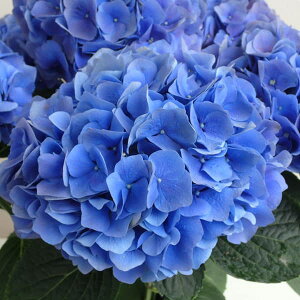 Ԗ ؂̕c/AWTCF}u[3.5|bg