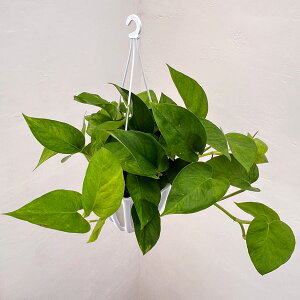 ϗtA/|gXFem[Cg@5݂蔫