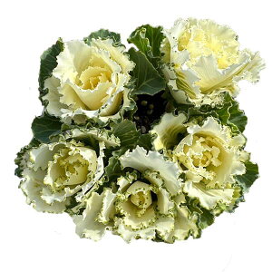 Ԃ̕c/n{^FZbV }V}3|bg