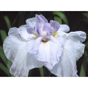 Ԃ̕c/niVEuiԏҊjF̕lӁicLmn}xj3|bg